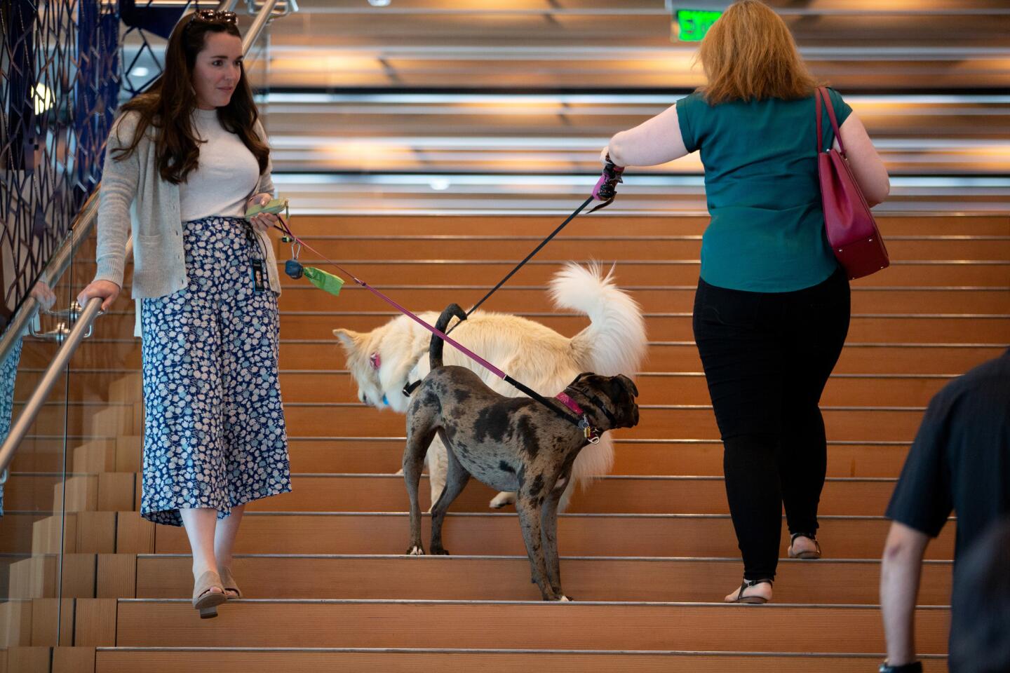 Amazon dog culture in Seattle