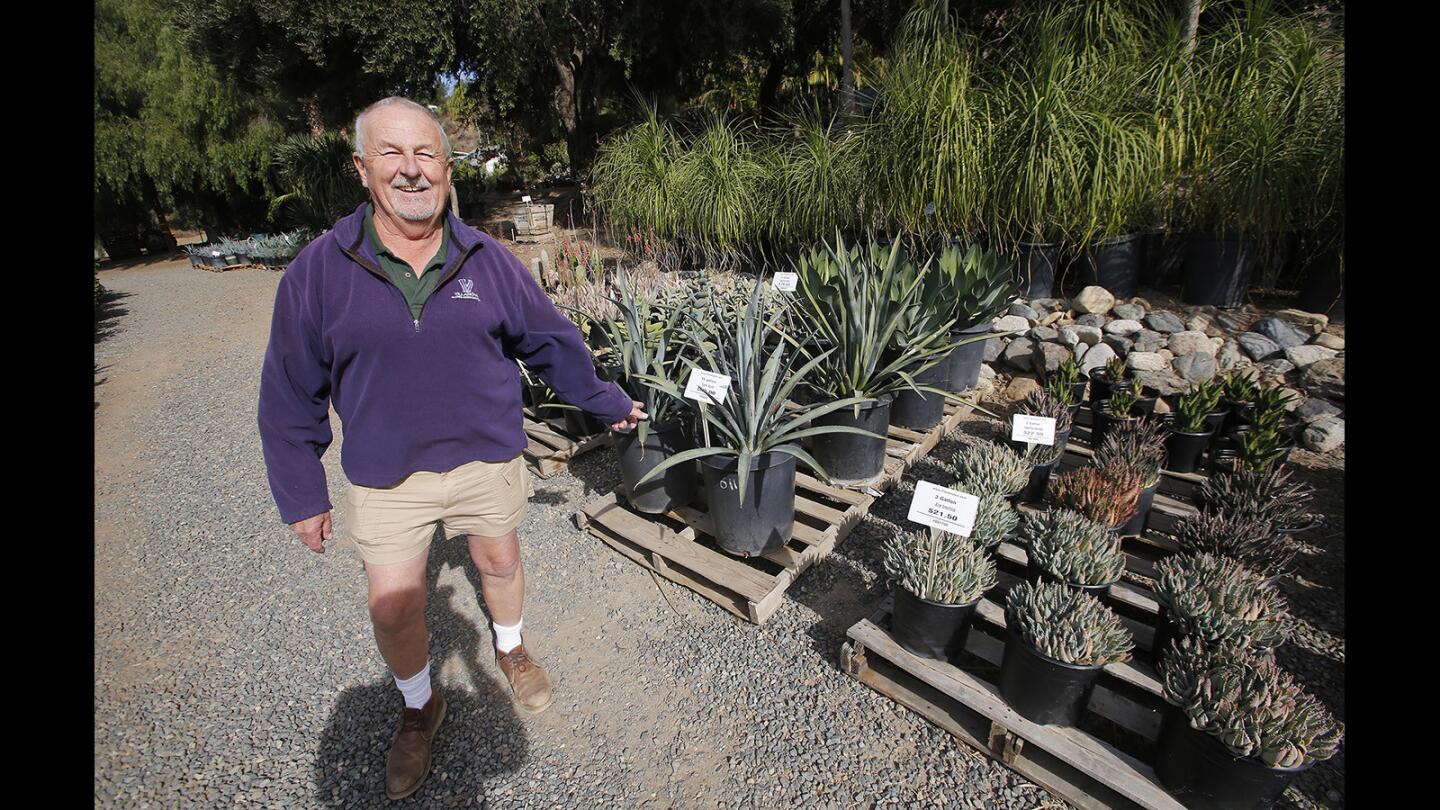 Laurie Park talks about the drought-tolerant succulents he stocks on the grounds of Plantenders nursery in Silverado Canyon.