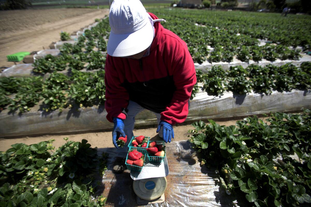 Olivia Alanis weighs strawberries in a Watsonville, Calif., field in 2014.