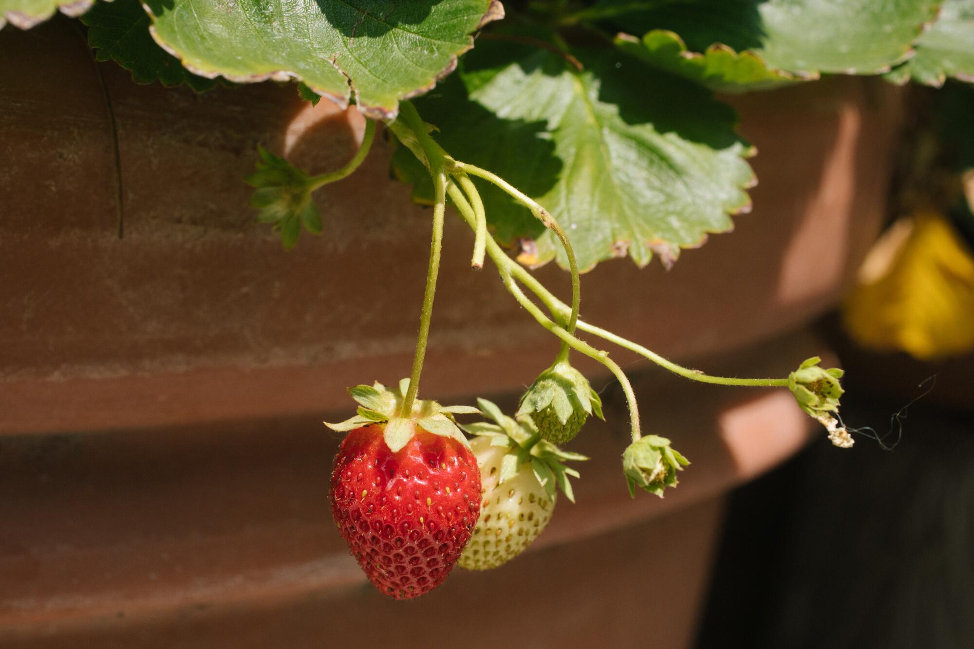 A close-up of a ripe strawberry hanging on the potted plant next to an unripe strawberry.