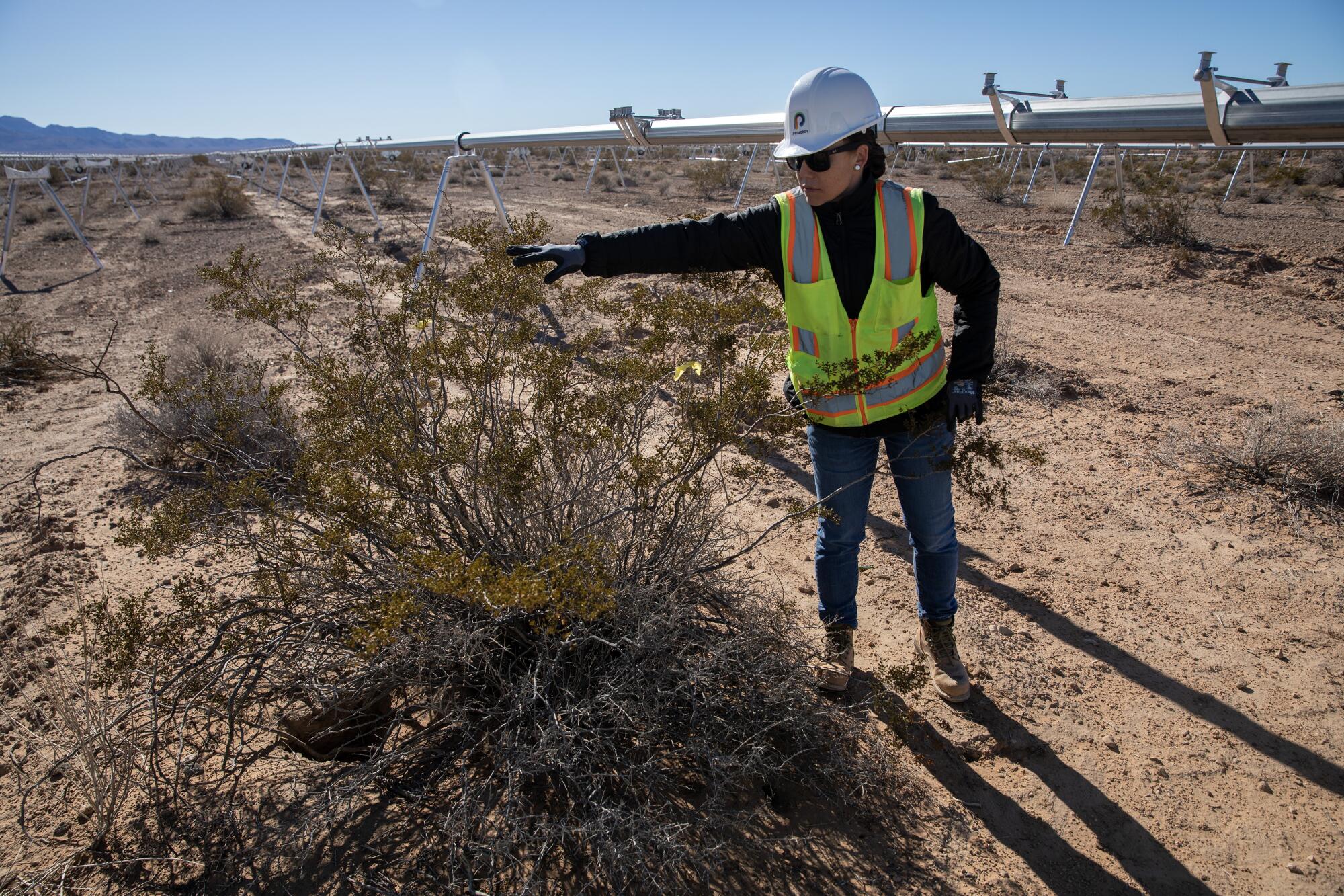 Biologist Bre Moyle points out a desert tortoise burrow at the Gemini solar construction site.