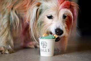 MJ, a terrier mix, eats a dogguccino made with grass-fed pasture-raised cream infused with coconut charcoal and organic spirulina and topped with a coconut shortcrust cookie, at Dogue, a restaurant for dogs in San Francisco, California on October 5, 2022. - Does your dog like fine dining? Does your pooch like posh nosh? Then one US eatery has just the thing. At Dogue in San Francisco, four-legged friends have their pick of the very best foods available, with a menu designed to please even the most exacting canine palate. (Photo by JOSH EDELSON / AFP) (Photo by JOSH EDELSON/AFP via Getty Images)