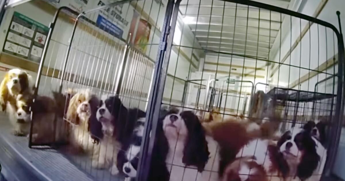 Découvrez les chiens de sauvetage de la police détenus chez U-Haul près de Temecula