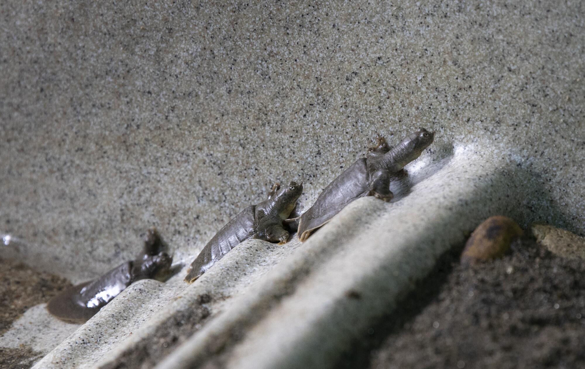 The San Diego Zoo is celebrating the breeding of its Indian narrow-headed softshell turtles.