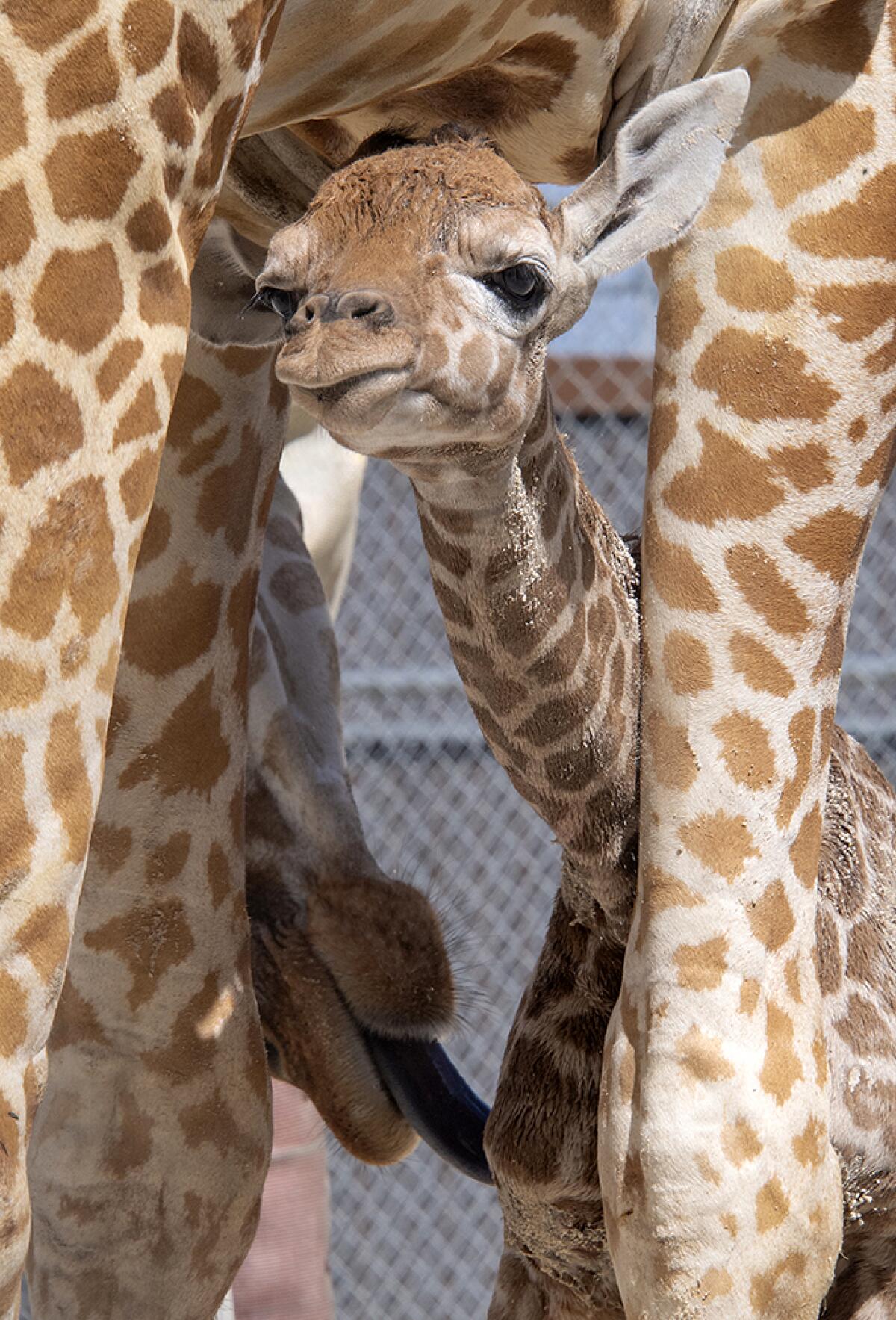 In this photo provided by Zoo Miami, an unnamed male calf, born on Friday, April 2, 2021, is cleaned by his mother at the zoo on Monday, April 5 in Miami. (Ron Magill/Zoo Miami via AP)