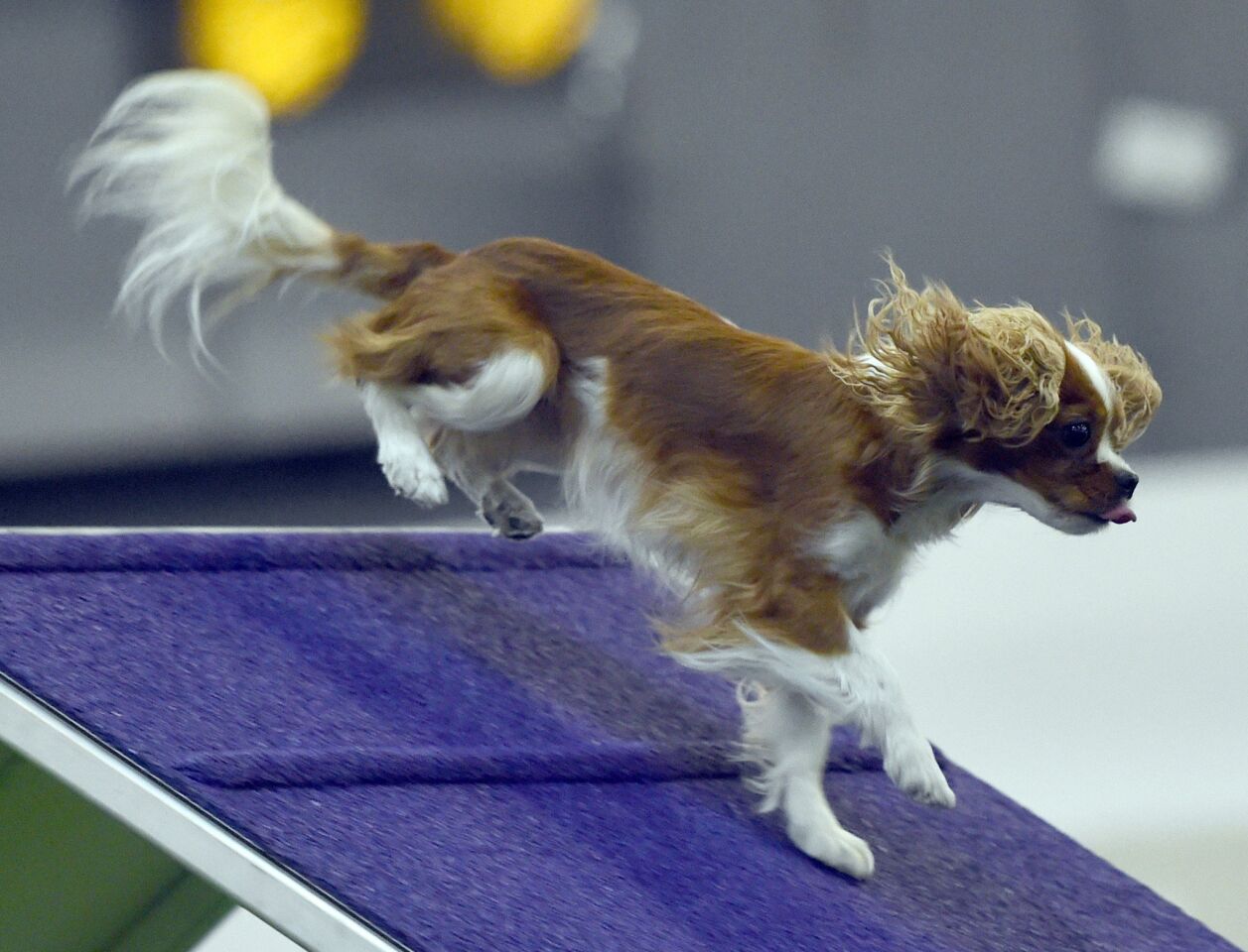 Westminster Kennel Club agility contest Los Angeles Times