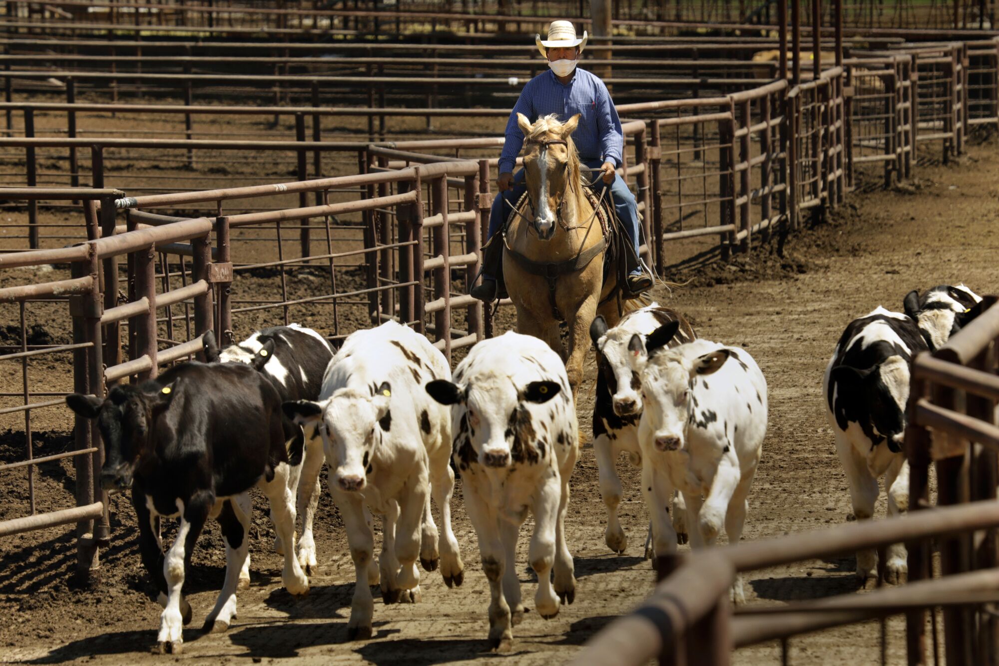 Cattle being moved into the Overland Stock Yard holding area
