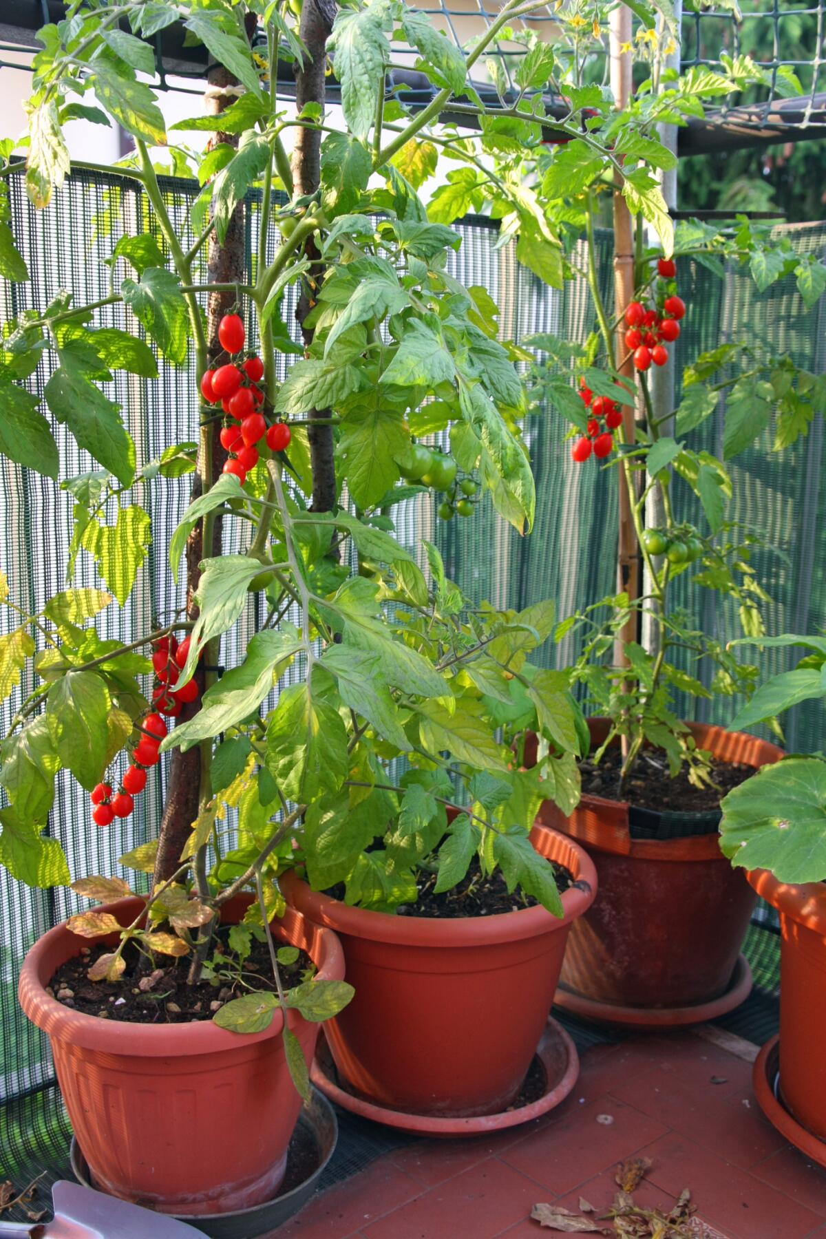 Cherry tomatoes growing in pots on a balcony.