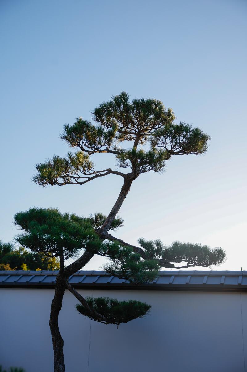 Japanese black pine (Pinus thunbergii) rises above the shōya house gatehouse.