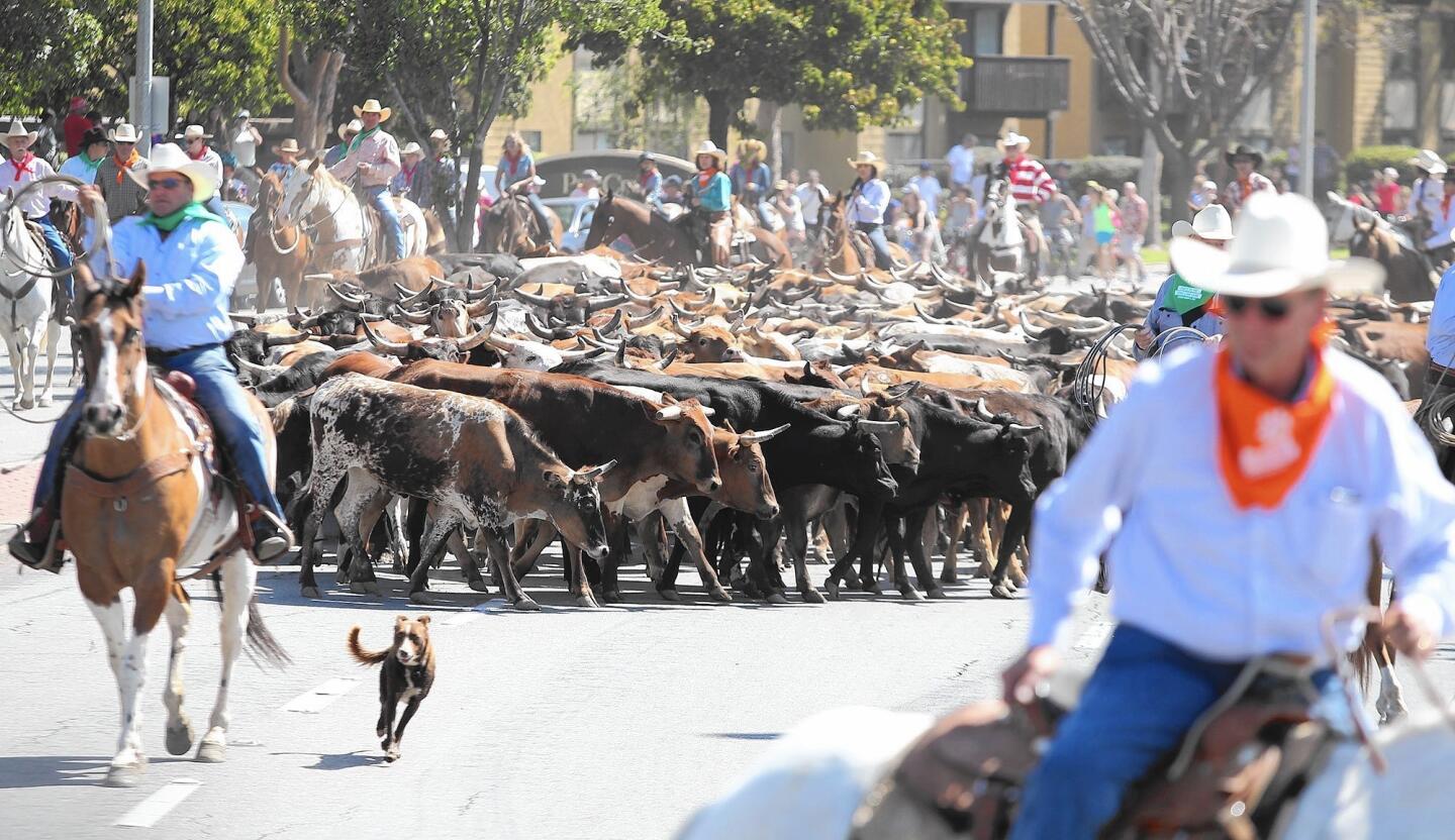 tn-2435317-tn-dpt-me-0807-cattle-drive-preview-11-20150808