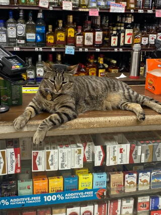 A cat loafs on a glass counter at a corner store.