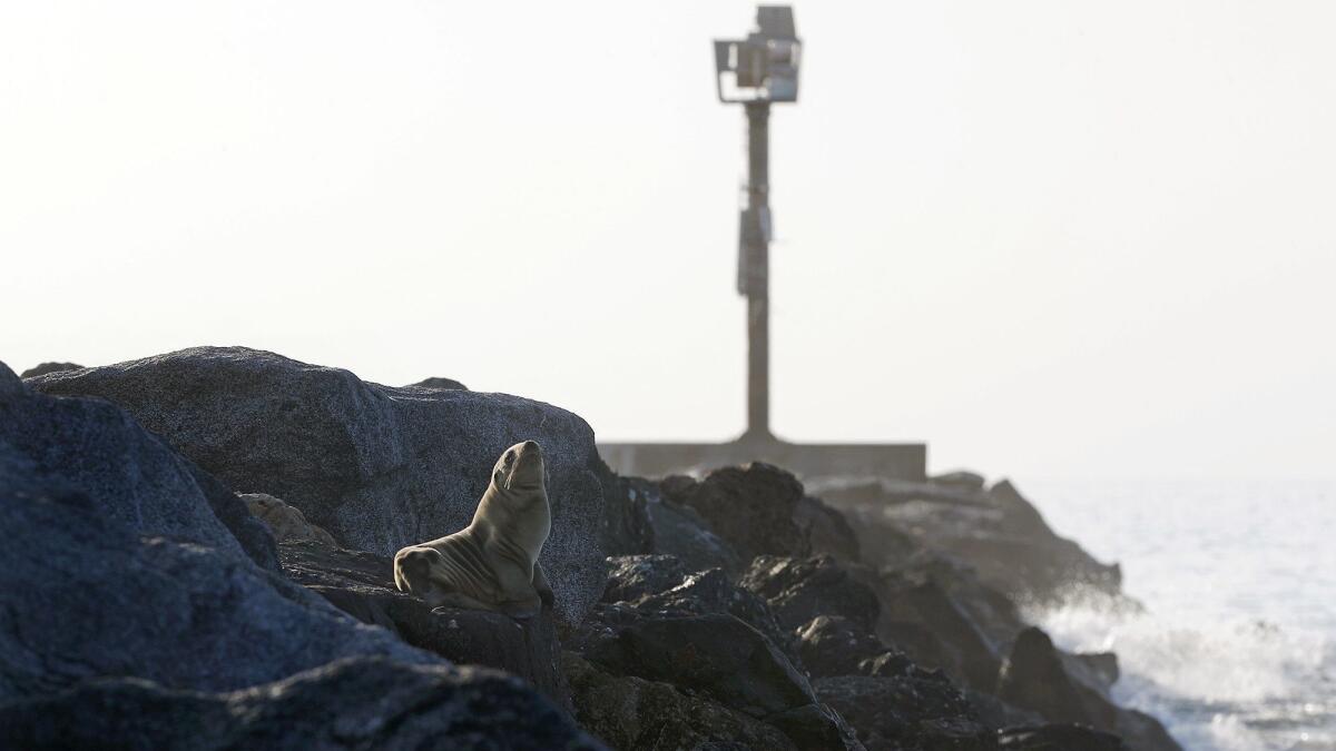 A sea lion pup relaxes along Newport Harbor’s west jetty near a pole-mounted navigational aid. Two local watermen want more attractive and substantial structures, such as a lighthouse or statues.