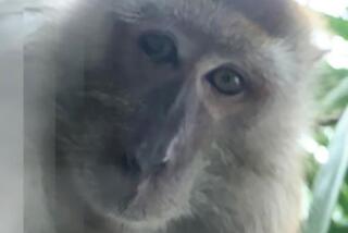 A monkey in Batu Pahat, Malaysia, took this selfie with a phone set on panorama mode.