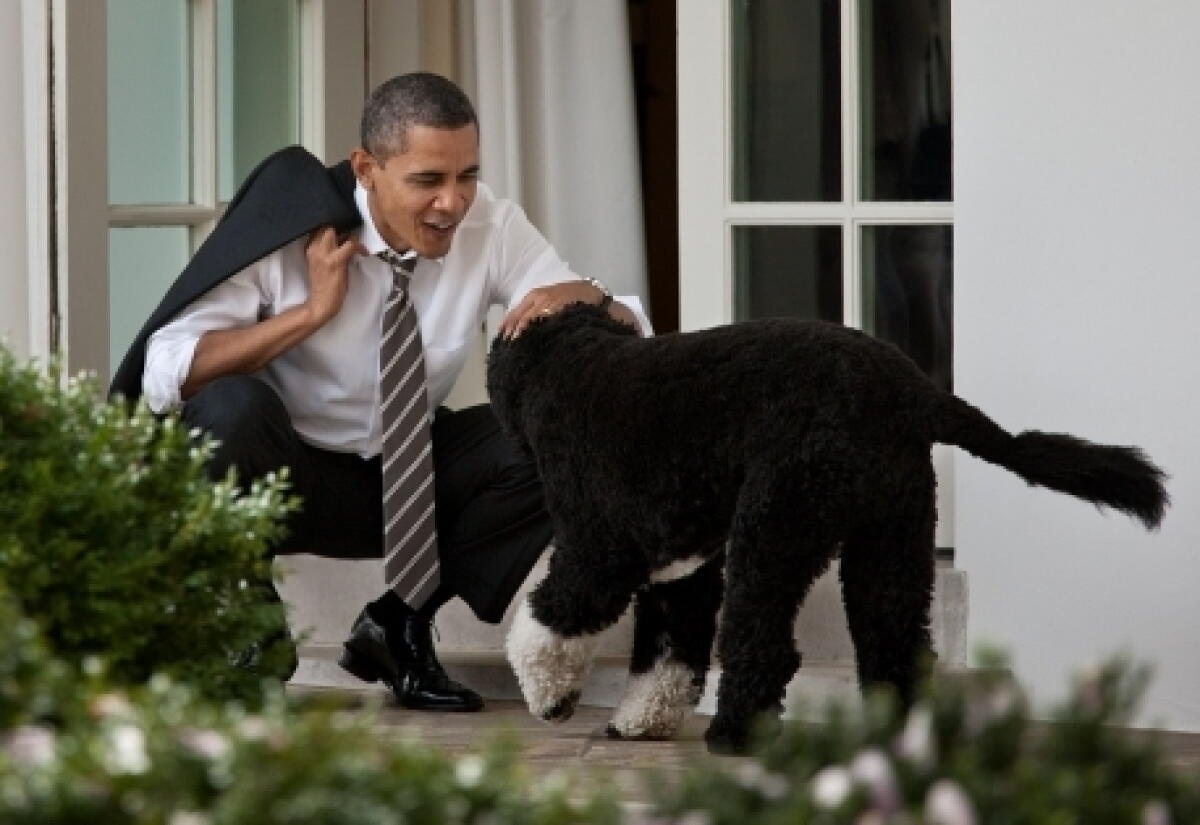 President Pug Every Presidential Dog Living in the White House Since 1900 - Los ...