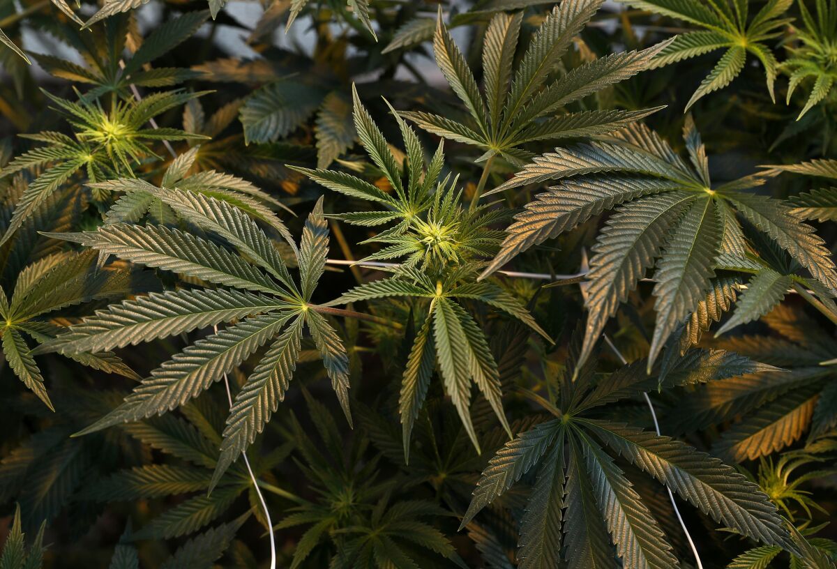 Cannabis, in the flowering stage, grows inside a greenhouse.