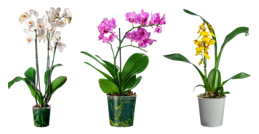 Three examples of pretty, flowering orchids.