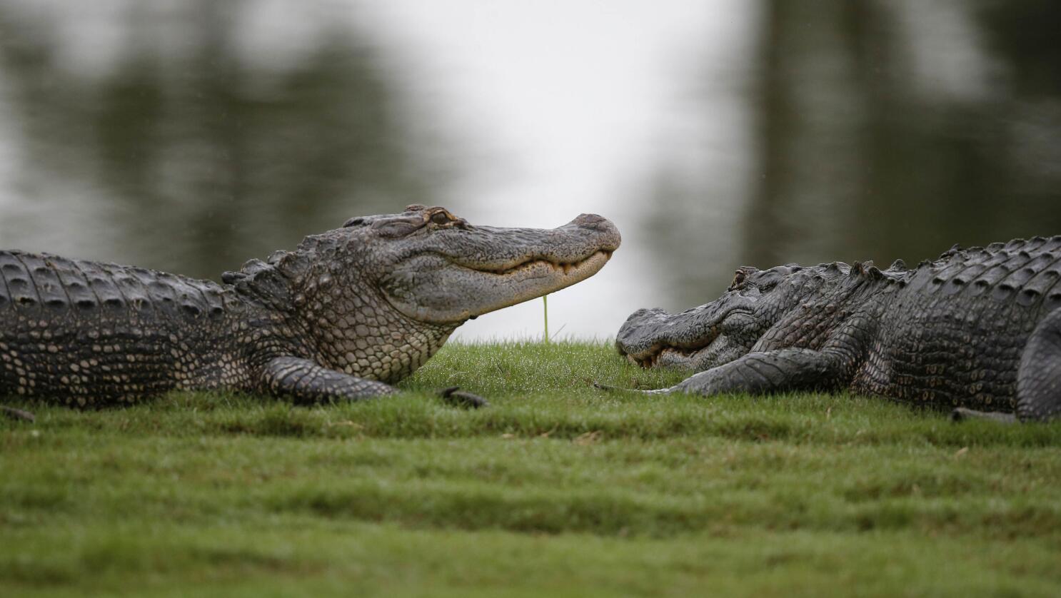 Victory! California Bans Alligator and Crocodile Skin