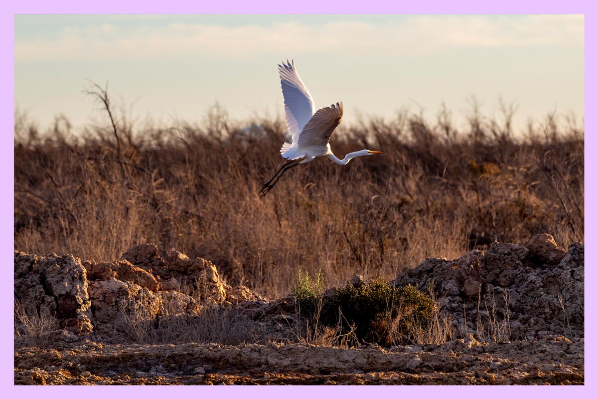 A white bird with a slender neck flies over a marshy, grass-filled area