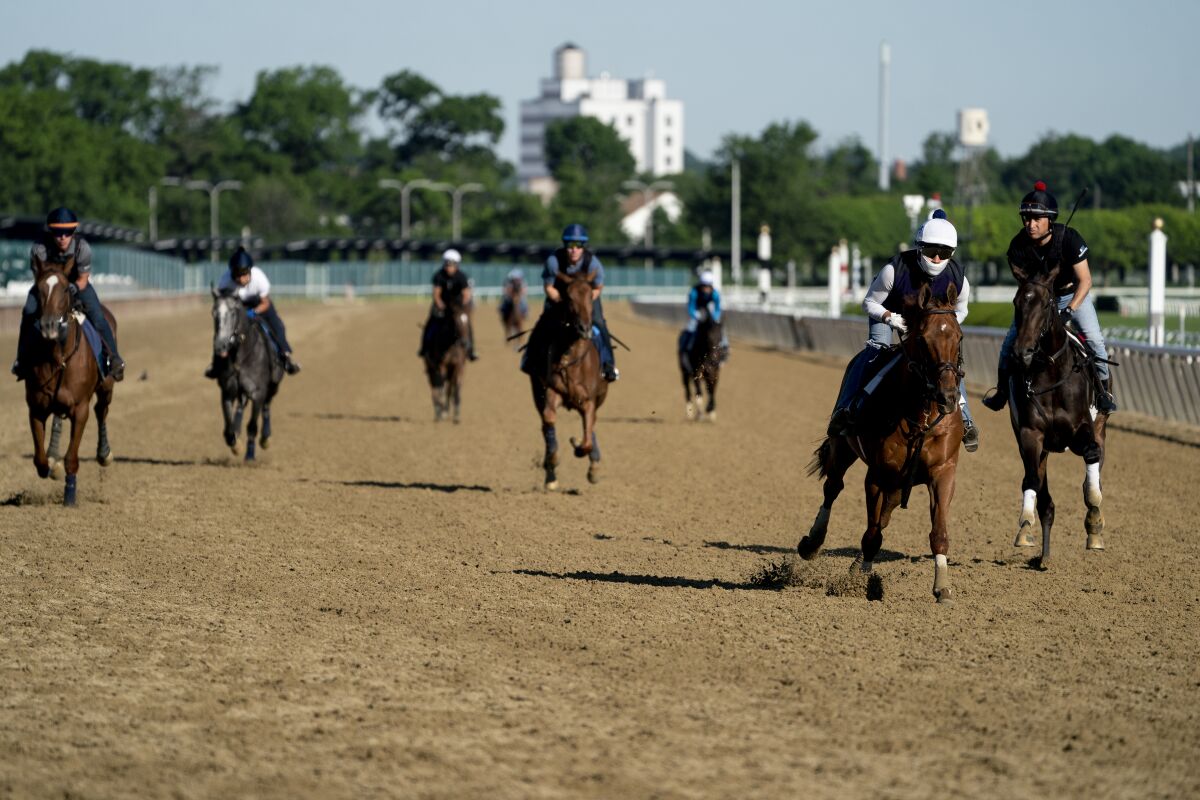Horses take part in training runs at Belmont Park on Friday ahead of Saturday's 154th running of the Belmont Stakes.
