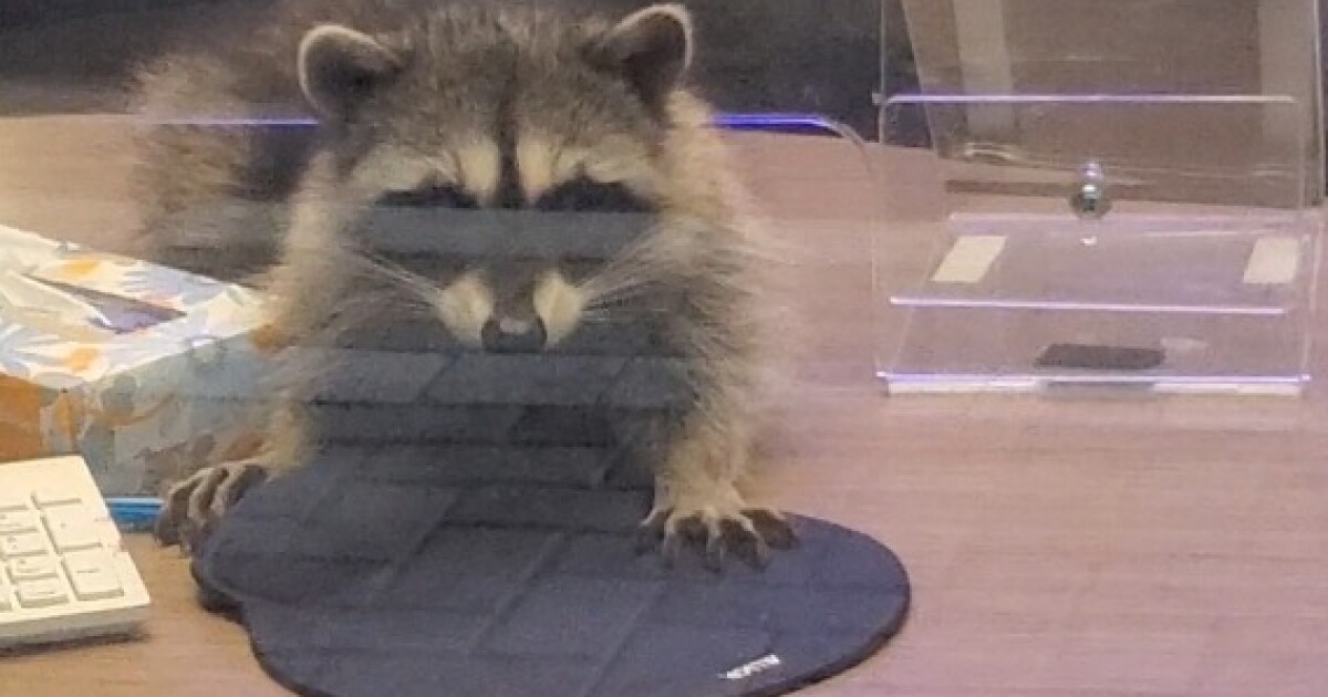 2 Masked Bandits Broke Into A Redwood City Bank The Culprits Raccoons Los Angeles Times - attack raccoon roblox