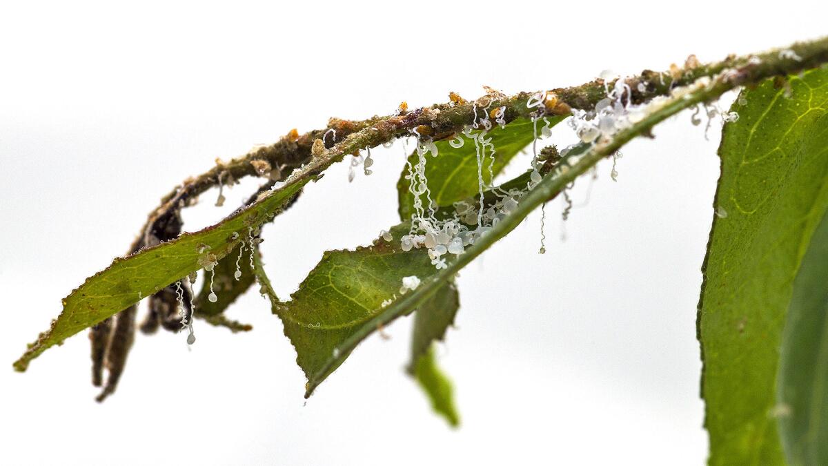 The Asian citrus psyllid carries bacteria that causes a disease that threaten California's $1.8-billion citrus industry.