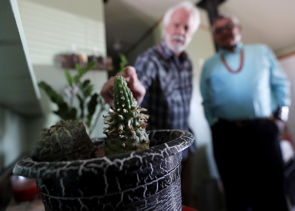 Indigenous Spiritual Movement Combining Christianity and Peyote Indigenous Spiritual Movement Combining Christianity and Peyote