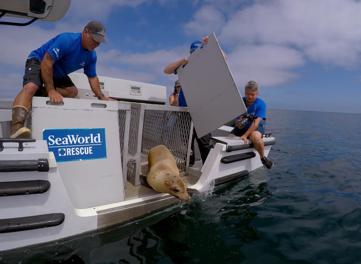 Three people release a sea lion from a rescue boat, watching as the creature dips her head toward the surface of the ocean.