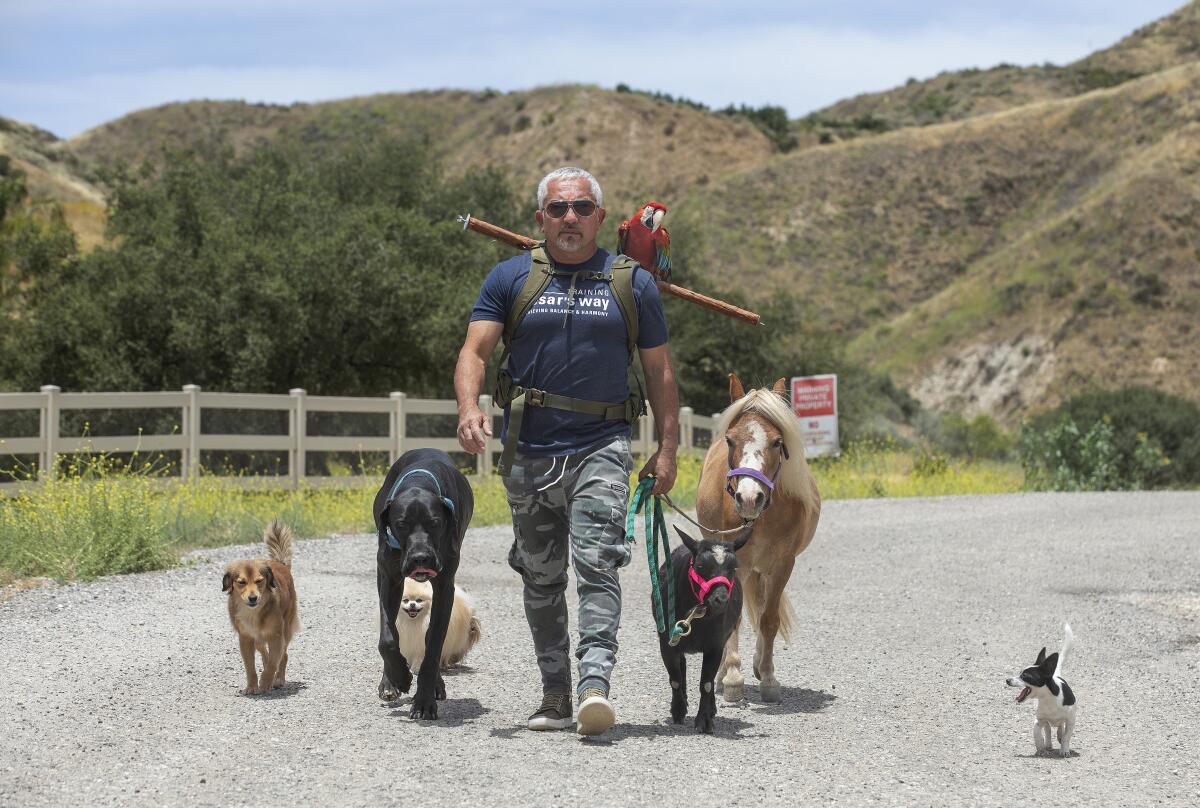 A man in a blue shirt and jeans with a parrot on his shoulder walks four dogs of varying sizes, a goat and a pony at a ranch.