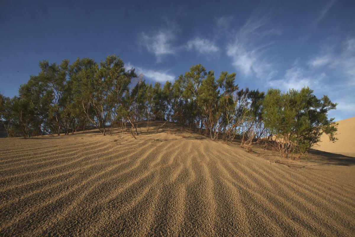 Free entry to Death Valley National Park on Saturday, where you can visit the Mesquite Flat Sand Dunes.