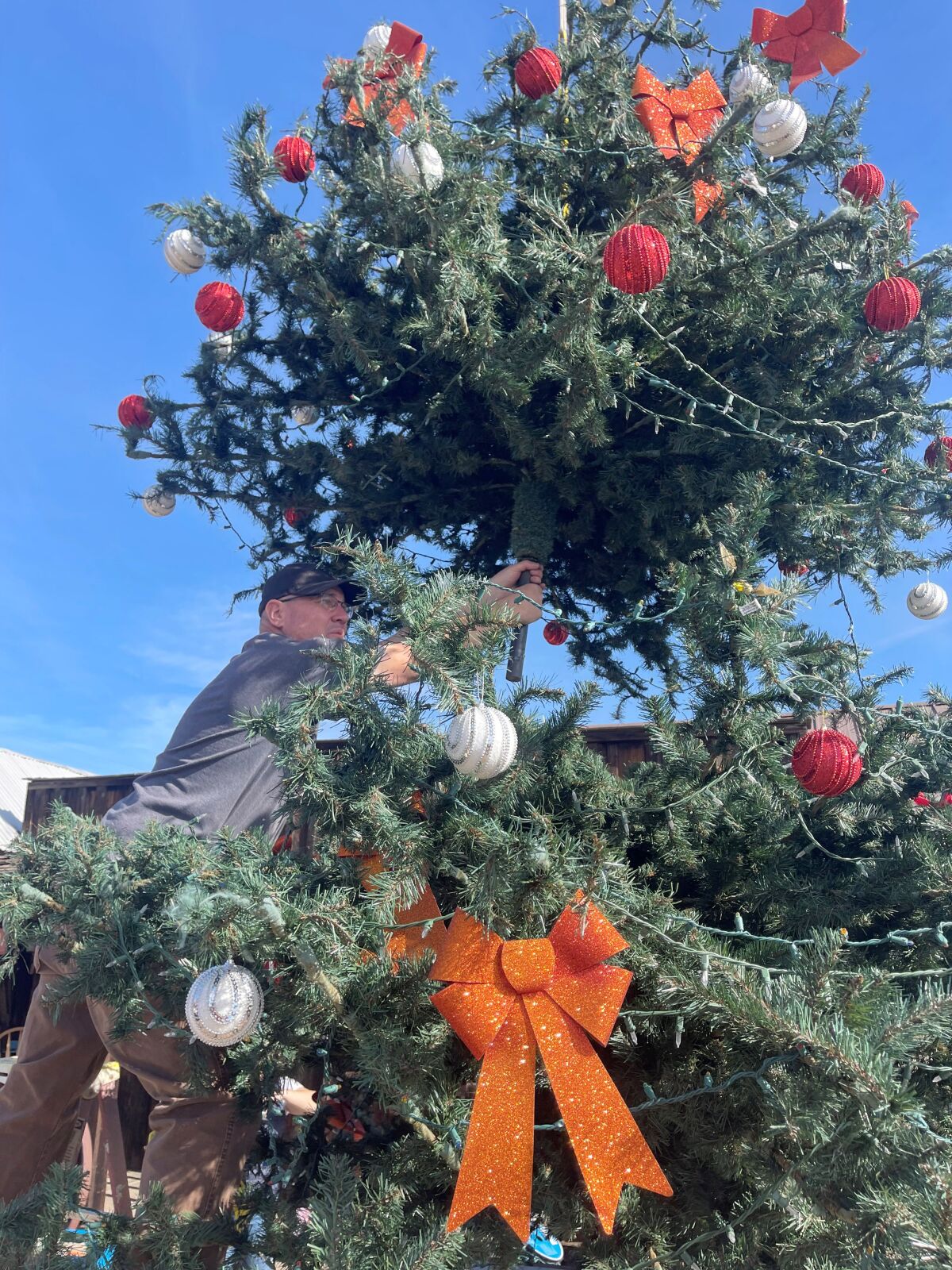Ramona resident Kevin McCormick helps attach sections of Ramona’s town tree as it was being set up Nov. 17.