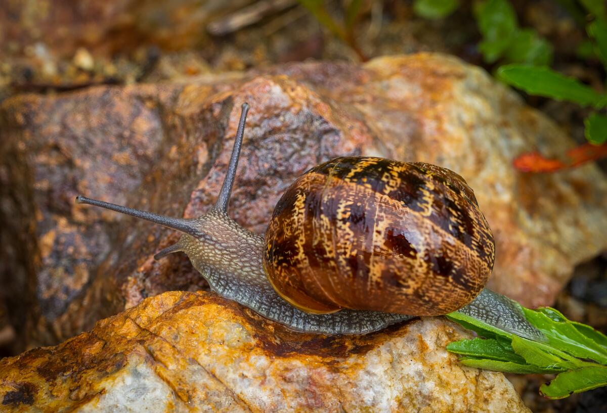 A garden snail crawls on a rock.