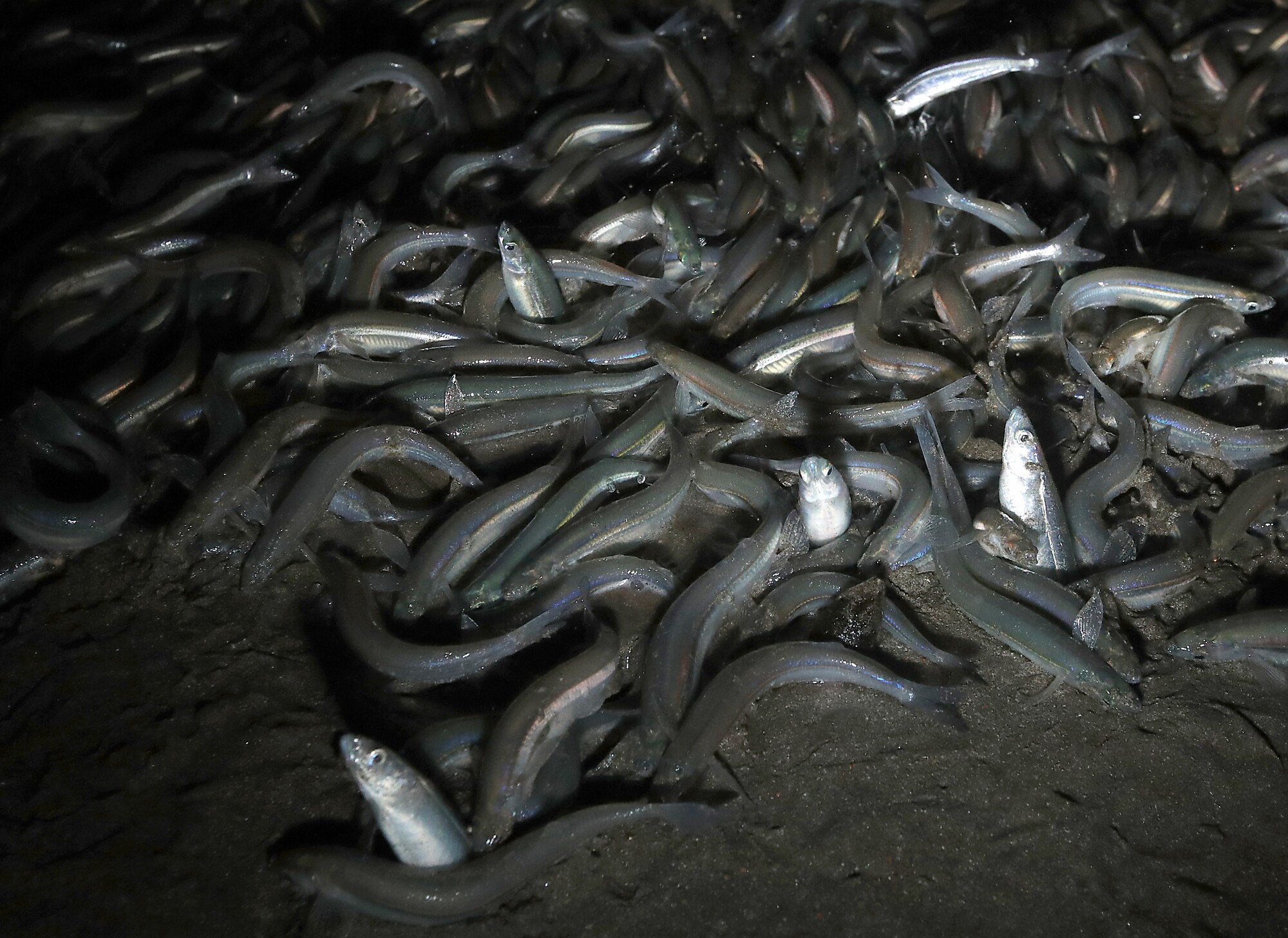 A pile of squirming grunion