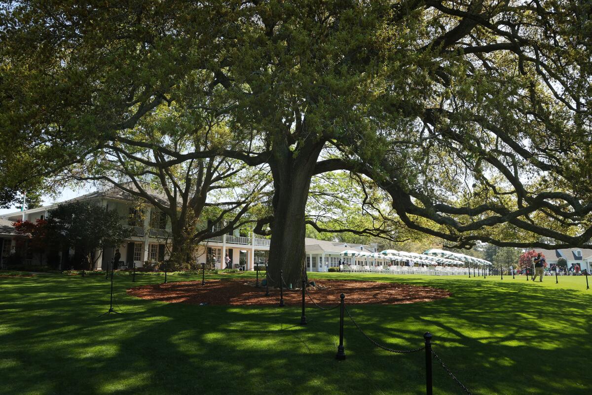 A general view of the big oak tree and clubhouse at Augusta National Golf Club.
