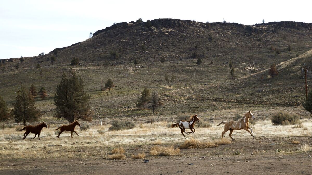 Wild horses run through land where the Confederated Tribes of Warm Springs plans to build a large marijuana growing operation.