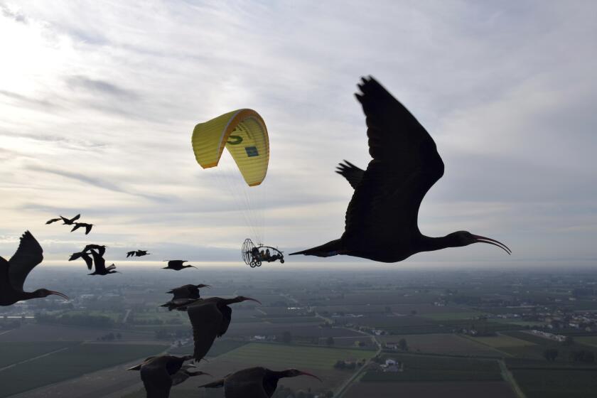 Esta foto proporcionada por el Waldrappteam Conservation & Research muestra la migración del ibis calvo septentrional, o el Waldrapp, apoyada por humanos que actúan como padres adoptivos de estas aves y que, a bordo de una avioneta ultraligera, les alientan a través de un megáfono mientras vuelan desde Seekirchen am Wallersee, en Austria, hasta Oasi Laguna di Orbetello, en Italia, durante agosto y septiembre de 2022. (Waldrappteam Conservation & Research via AP)