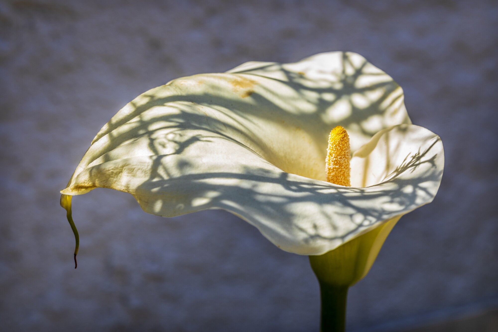A flowering calla lily in mottled shade 