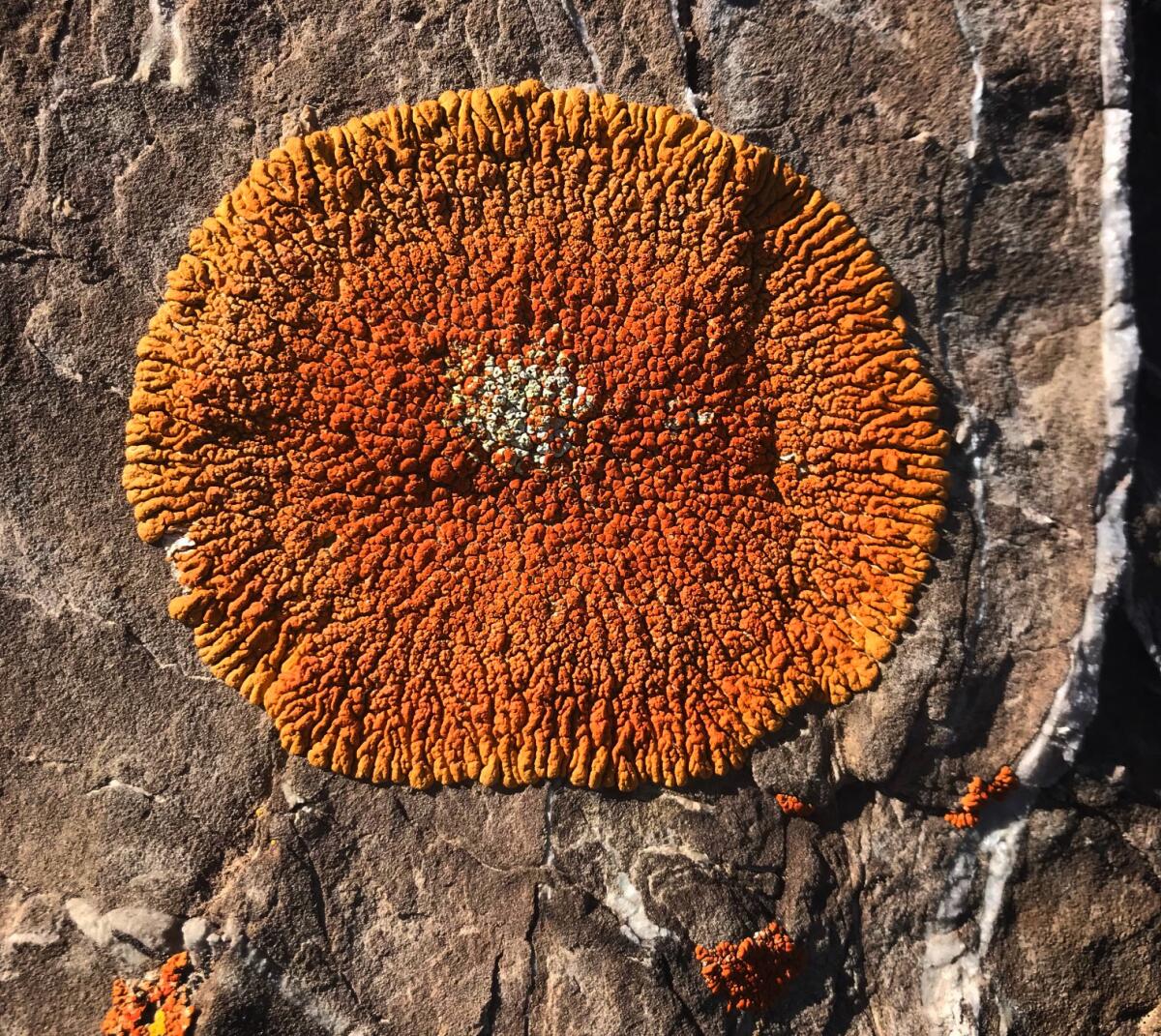 Lichen grows on a limestone cliff in the heart of Conglomerate Mesa.