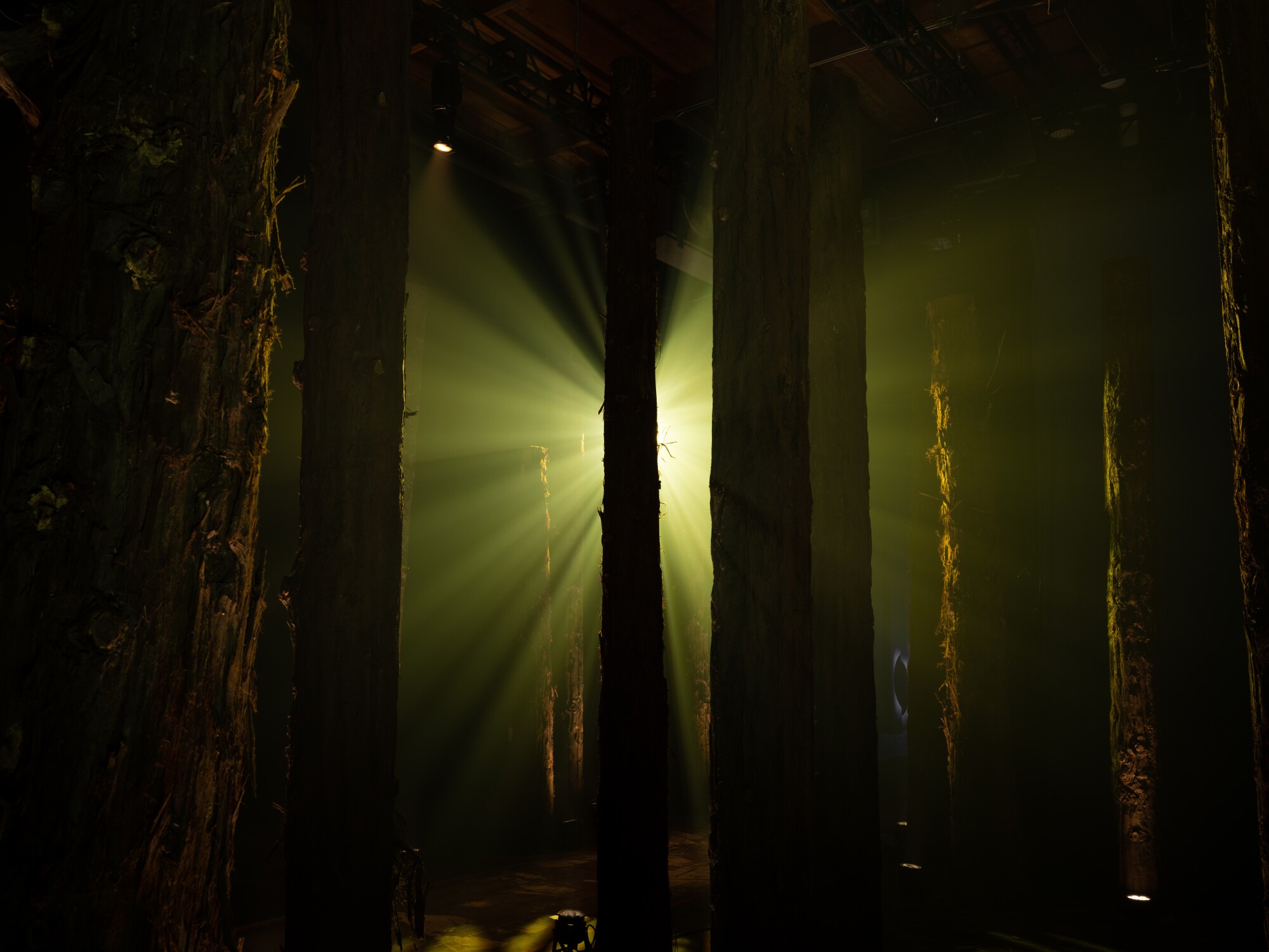 Light shines through installation trees. 