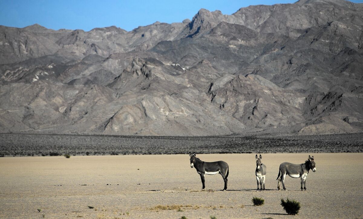 Wild burros linger near a dry lake bed in California's Silurian Valley.