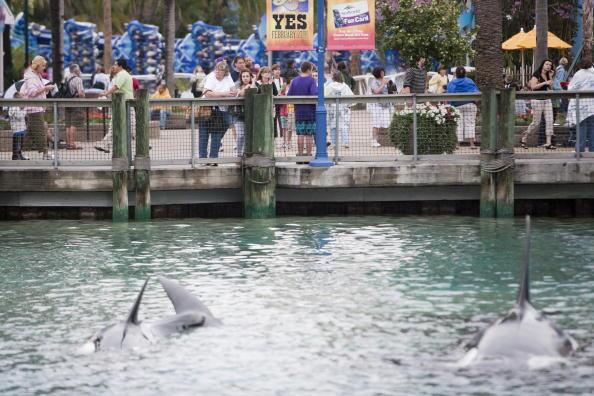 February 24 - Sea World employee killed by whale