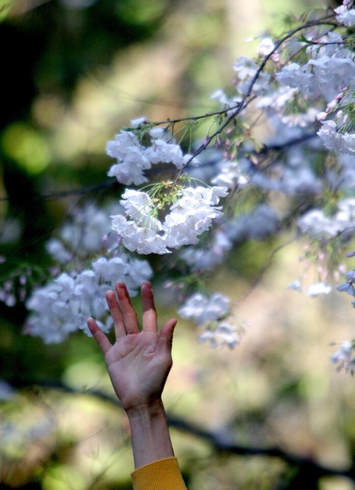 Photo Gallery: Annual Cherry Blossom Festival brings huge crowds to Descanso Gardens
