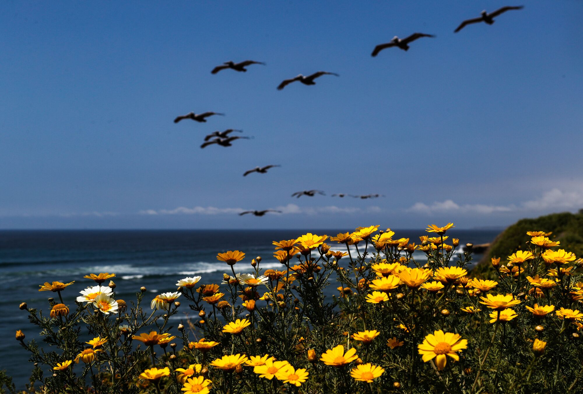 Seagulls fly over crown daisies growing near Sunset Cliffs on Tuesday.