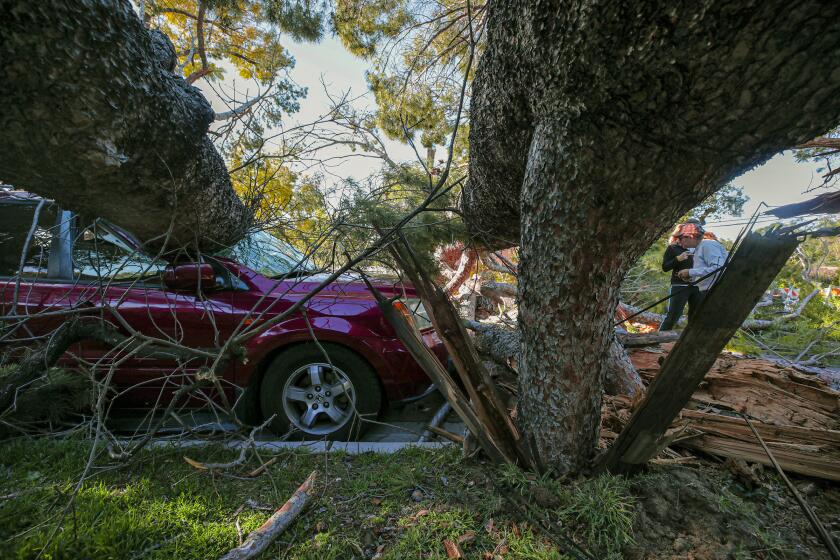 Pasadena, CA - March 24: Crew gets ready to clear a tree toppled by high winds last night on 3600 block Grayburn Road on Wednesday, March 24, 2021 in Pasadena, CA.(Irfan Khan / Los Angeles Times)