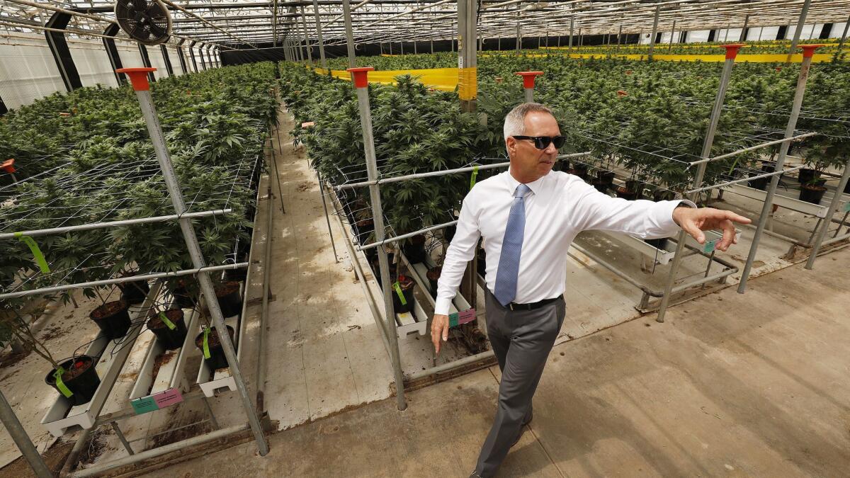 Dennis Bozanich, deputy county executive officer in Santa Barbara County, tours a steel-frame cannabis greenhouse at Brand Farms in Carpinteria.