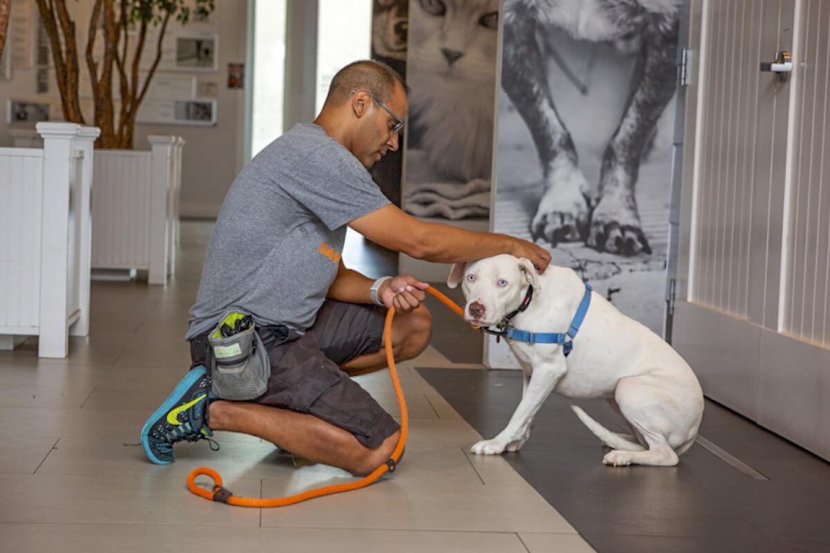 A man holds on to a leashed dog