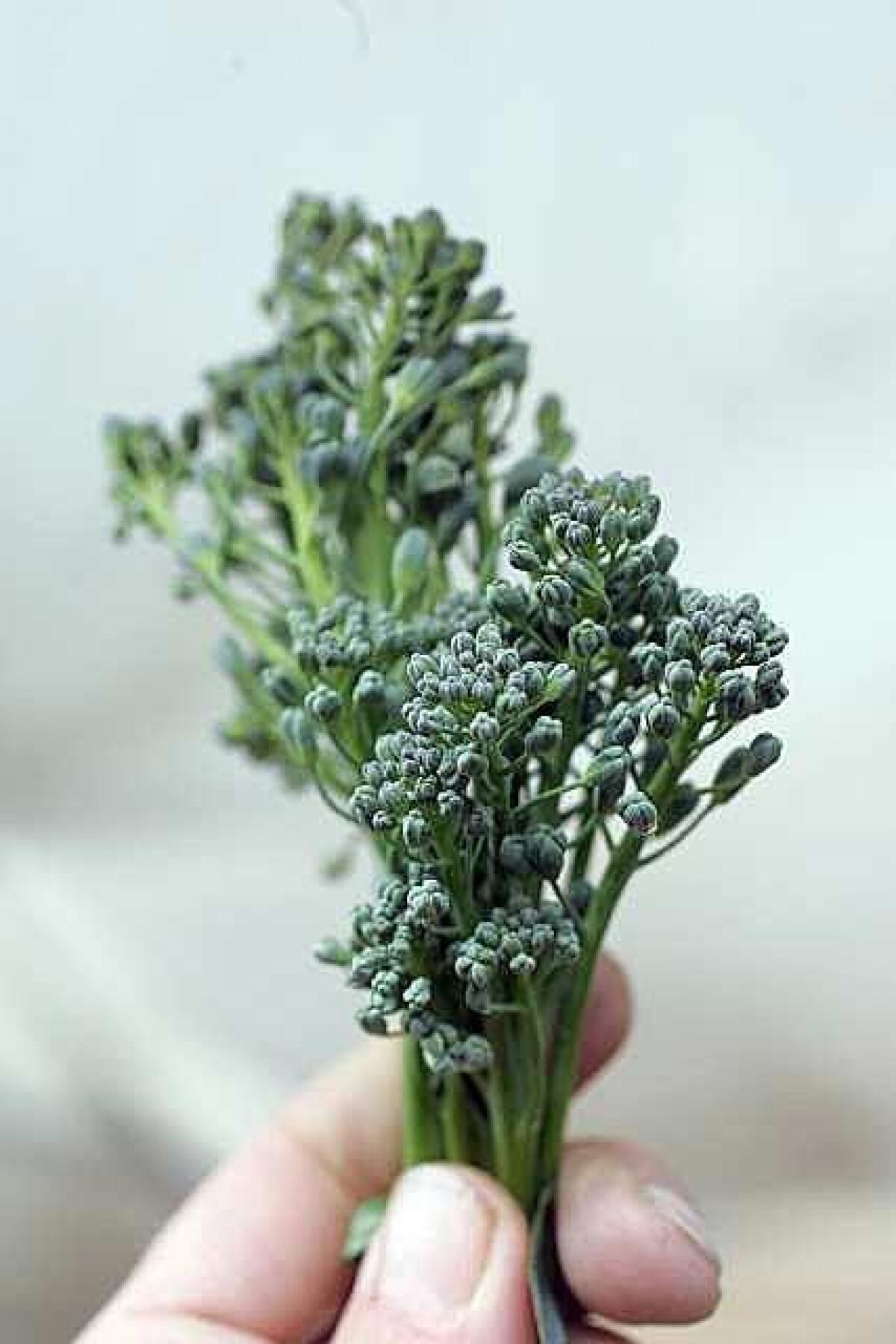 The flavor of "baby broccoli" is concentrated more in its leggy stems than in its flowering heads.