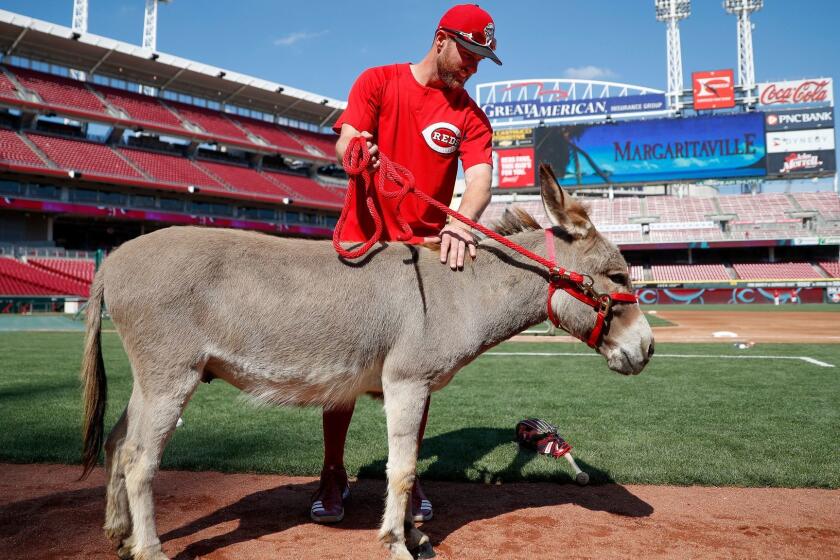 FILE - In this July 15, 2017, file photo, Cincinnati Reds shortstop Zack Cozart pets Amos, a donkey from Honey Hill Farms, brought to the ballpark as a stand-in for the donkey Cozart is receiving from first baseman Joey Votto as a reward for making the All-Star Game, during batting practice before a baseball game against the Washington Nationals in Cincinnati. (AP Photo/John Minchillo, File)