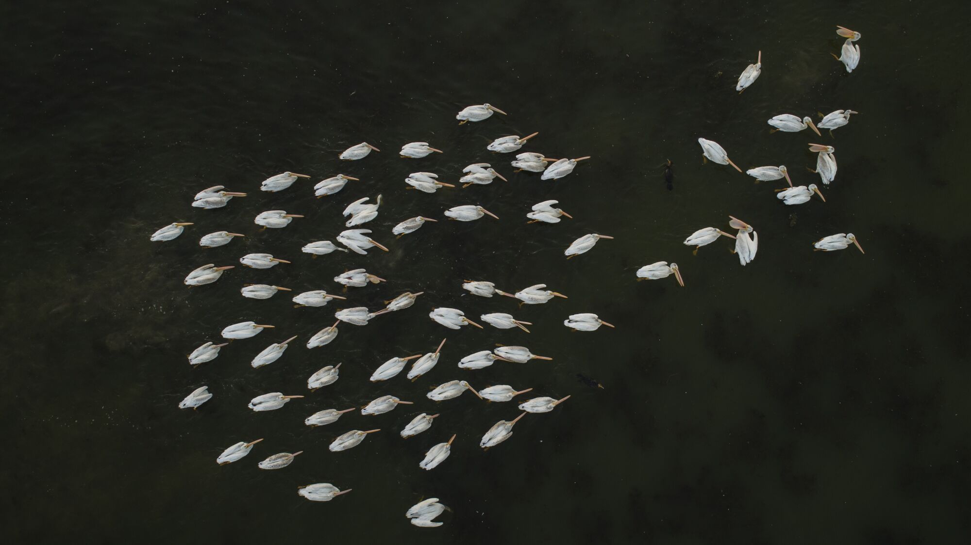 Many white birds on a body of water.