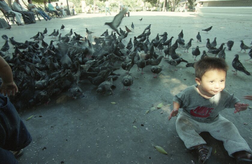 In 1996 1-year-old Marco Antonio Ramirez Campos sat among the pigeons that flocked to Tijuana's Guerrero Park.