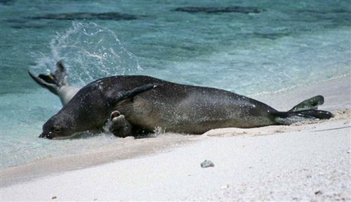 Hawaiian monk seal sent to Waikiki to save species - The San Diego  Union-Tribune